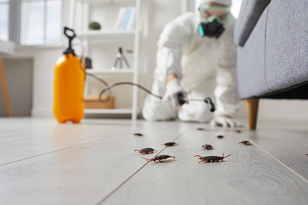 Commercial Rodent Management in North Plains